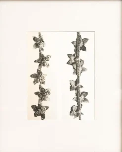 Pamono Karl Blossfeldt, Natural Grace, 1942, Photogravure, Framed> Photography