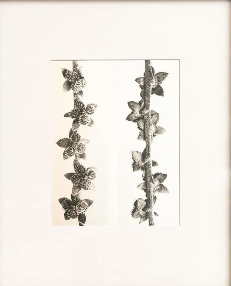 Pamono Karl Blossfeldt, Natural Grace, 1942, Photogravure, Framed> Photography