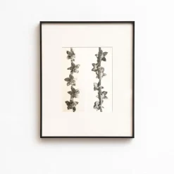 Pamono Karl Blossfeldt, Natural Grace, 1942, Photogravure, Framed> Photography