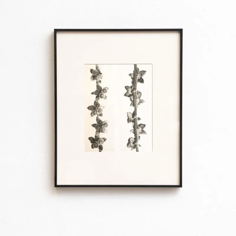 Pamono Karl Blossfeldt, Natural Grace, 1942, Photogravure, Framed> Photography