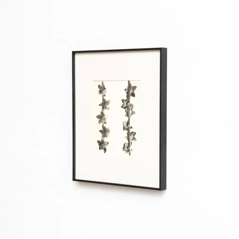 Pamono Karl Blossfeldt, Natural Grace, 1942, Photogravure, Framed> Photography