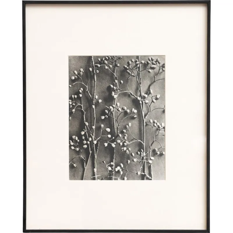 Pamono Karl Blossfeldt, Natural Grace, 1942, Photogravure, Framed