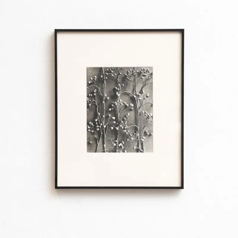 Pamono Karl Blossfeldt, Natural Grace, 1942, Photogravure, Framed