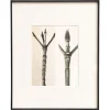 Pamono Karl Blossfeldt, Natural Grace, 1942, Photogravure, Framed> Photography