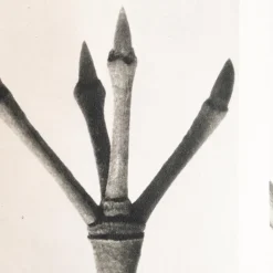 Pamono Karl Blossfeldt, Natural Grace, 1942, Photogravure, Framed> Photography