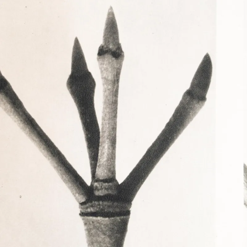 Pamono Karl Blossfeldt, Natural Grace, 1942, Photogravure, Framed> Photography