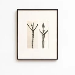 Pamono Karl Blossfeldt, Natural Grace, 1942, Photogravure, Framed><noscript><img width=