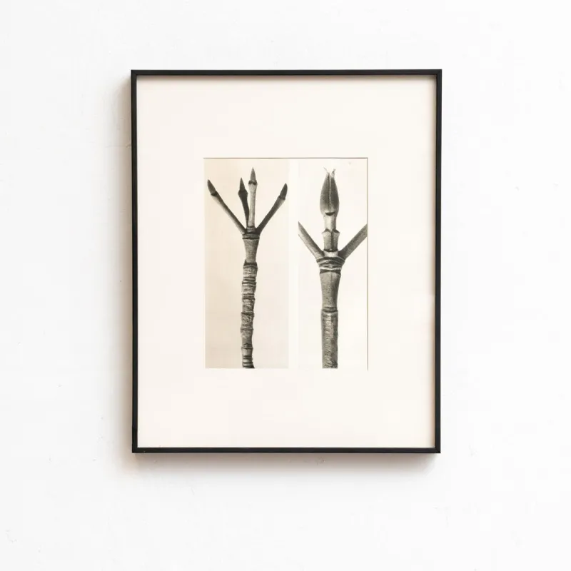 Pamono Karl Blossfeldt, Natural Grace, 1942, Photogravure, Framed> Photography