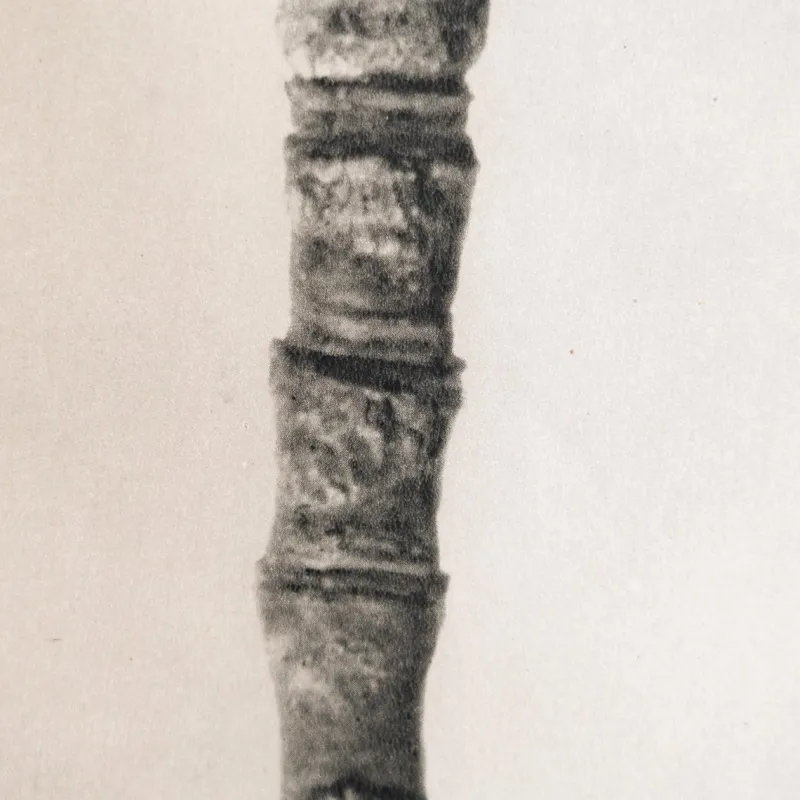 Pamono Karl Blossfeldt, Natural Grace, 1942, Photogravure, Framed> Photography