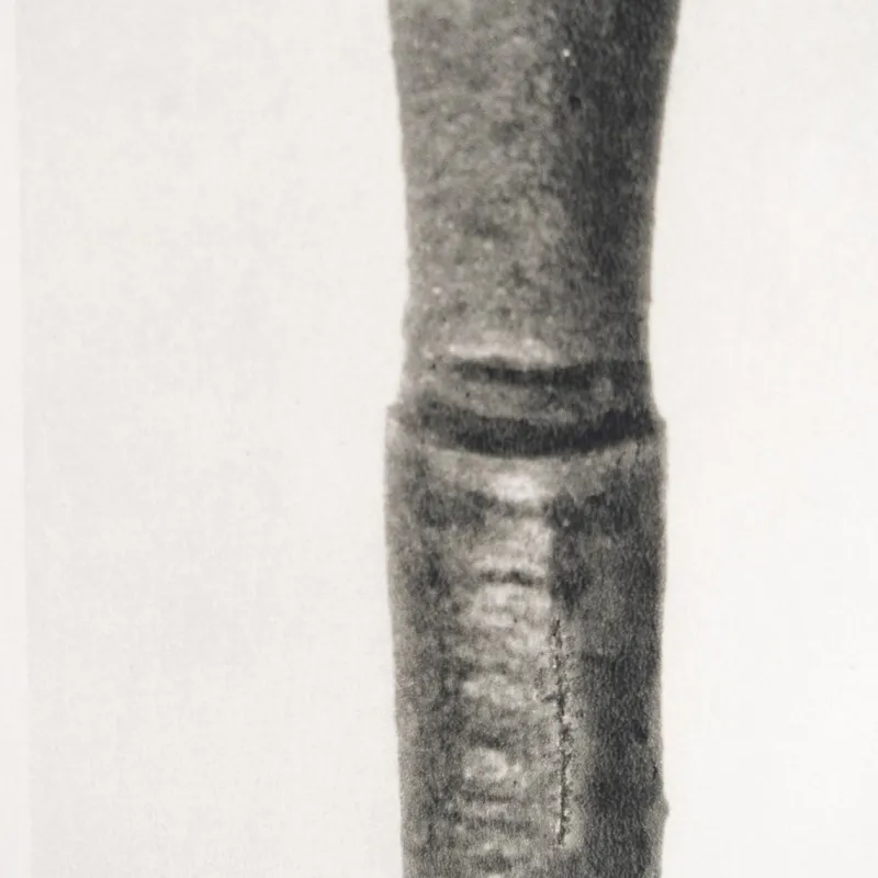 Pamono Karl Blossfeldt, Natural Grace, 1942, Photogravure, Framed> Photography