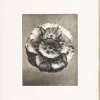 Pamono Karl Blossfeldt, Natural Grace, 1942, Photogravure, Framed> Photography