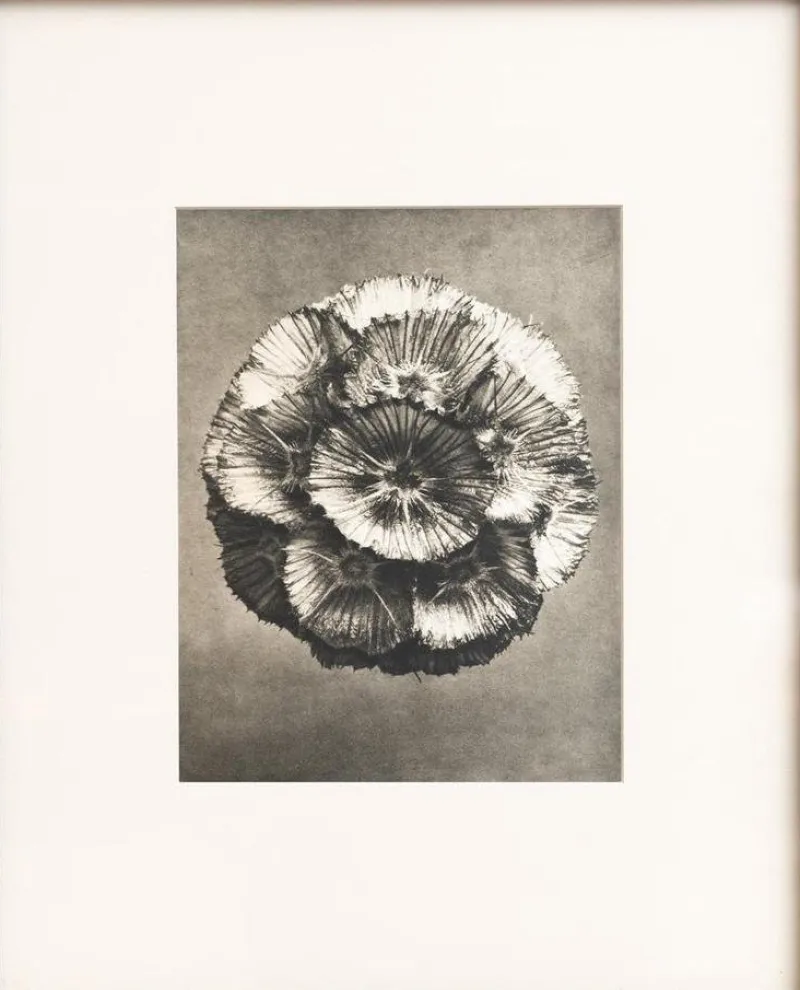 Pamono Karl Blossfeldt, Natural Grace, 1942, Photogravure, Framed> Photography