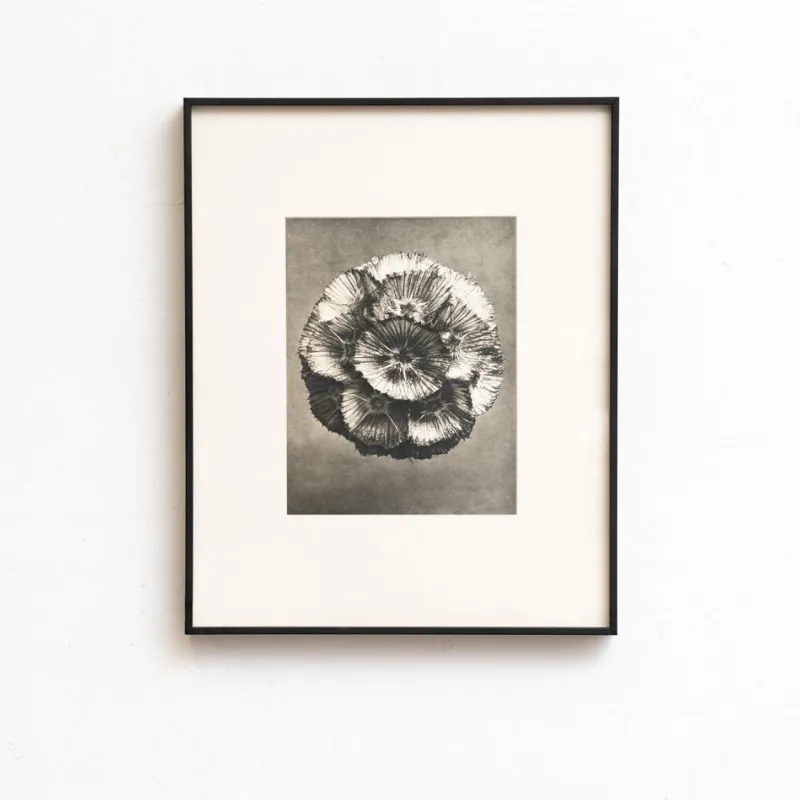 Pamono Karl Blossfeldt, Natural Grace, 1942, Photogravure, Framed> Photography