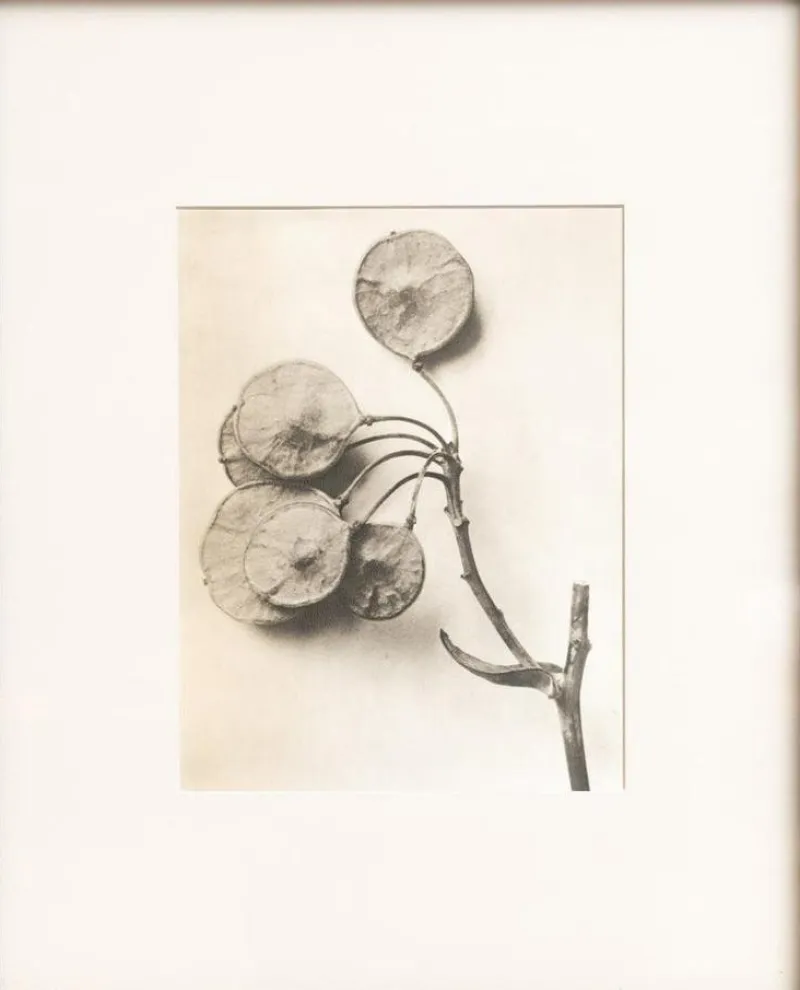 Sale Pamono Karl Blossfeldt, Natural Grace, 1942, Photogravure, Framed