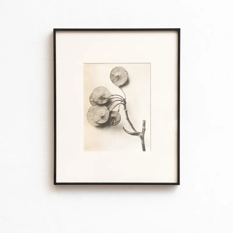 Sale Pamono Karl Blossfeldt, Natural Grace, 1942, Photogravure, Framed
