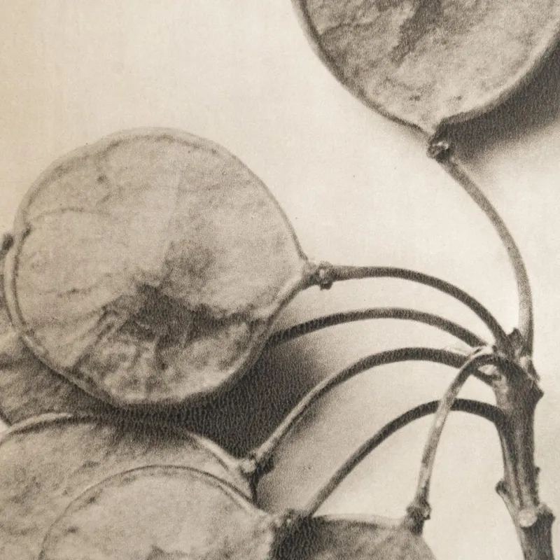 Sale Pamono Karl Blossfeldt, Natural Grace, 1942, Photogravure, Framed
