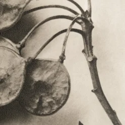 Sale Pamono Karl Blossfeldt, Natural Grace, 1942, Photogravure, Framed