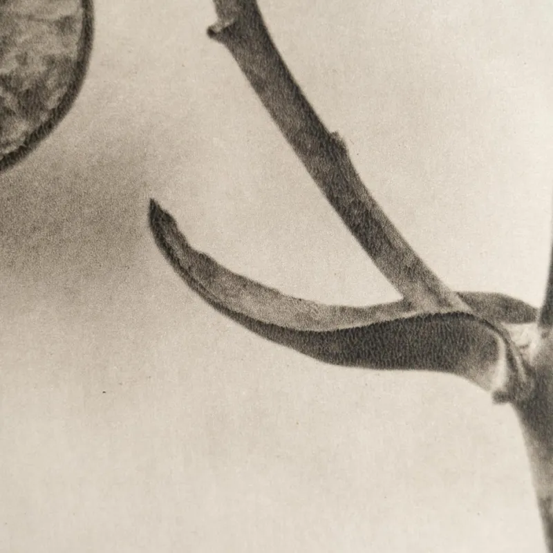 Sale Pamono Karl Blossfeldt, Natural Grace, 1942, Photogravure, Framed