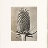 Pamono Karl Blossfeldt, Natural Grace, 1942, Photogravure, Framed> Photography