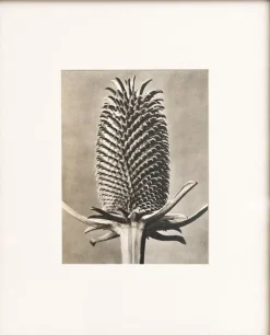 Pamono Karl Blossfeldt, Natural Grace, 1942, Photogravure, Framed> Photography