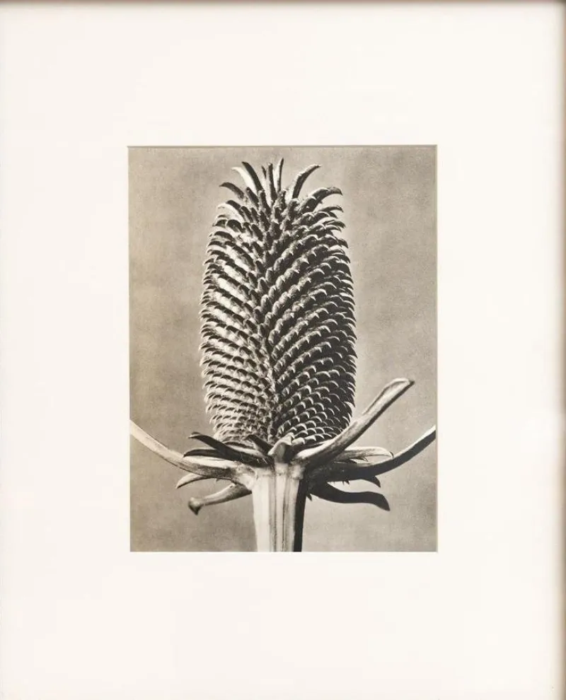 Pamono Karl Blossfeldt, Natural Grace, 1942, Photogravure, Framed> Photography