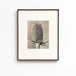 Pamono Karl Blossfeldt, Natural Grace, 1942, Photogravure, Framed> Photography