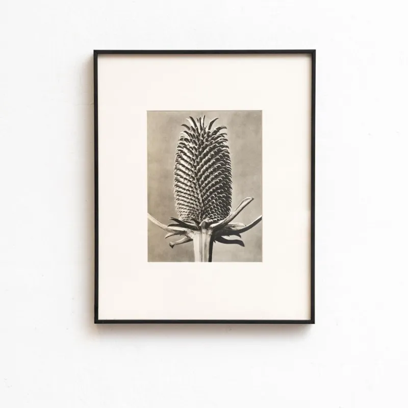 Pamono Karl Blossfeldt, Natural Grace, 1942, Photogravure, Framed> Photography