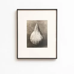 Pamono Karl Blossfeldt, Natural Grace, 1942, Photogravure, Framed