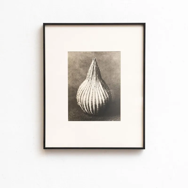 Pamono Karl Blossfeldt, Natural Grace, 1942, Photogravure, Framed