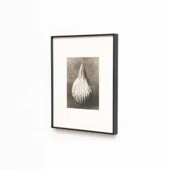 Pamono Karl Blossfeldt, Natural Grace, 1942, Photogravure, Framed