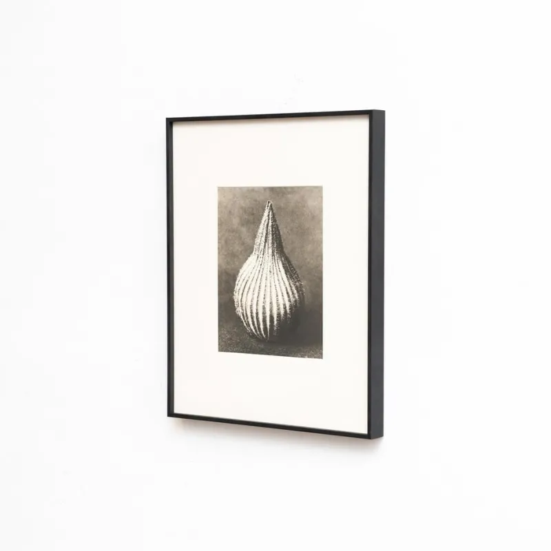 Pamono Karl Blossfeldt, Natural Grace, 1942, Photogravure, Framed