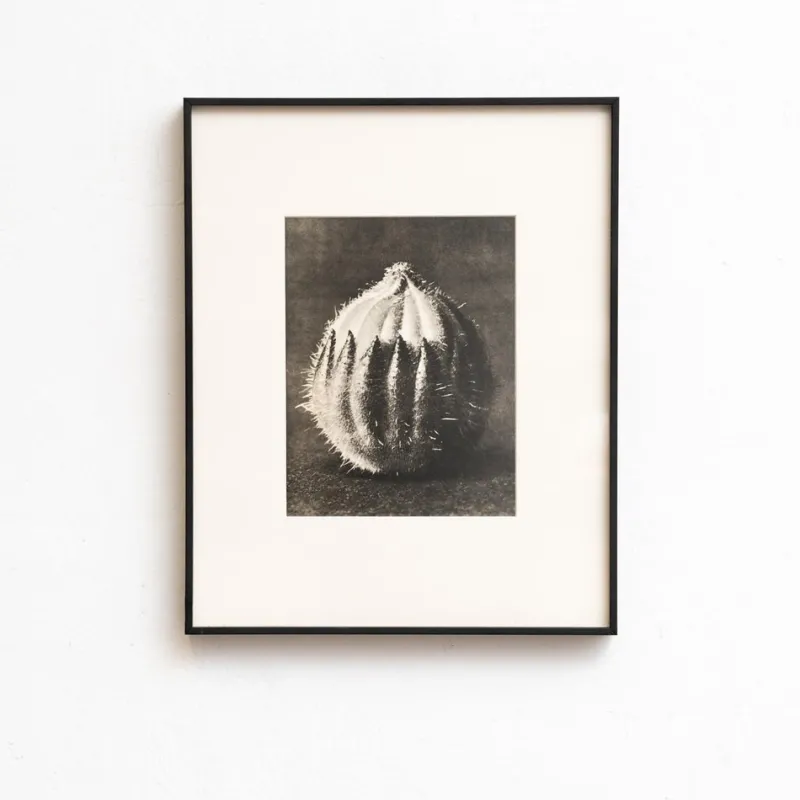 Pamono Karl Blossfeldt, Natural Grace, 1942, Photogravure, Framed