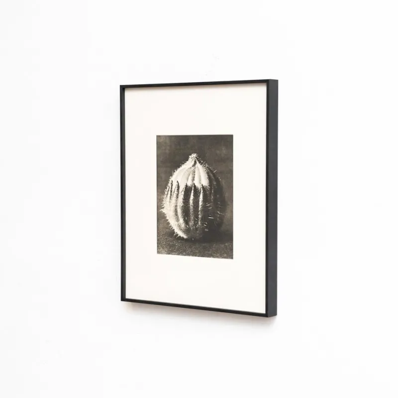 Pamono Karl Blossfeldt, Natural Grace, 1942, Photogravure, Framed