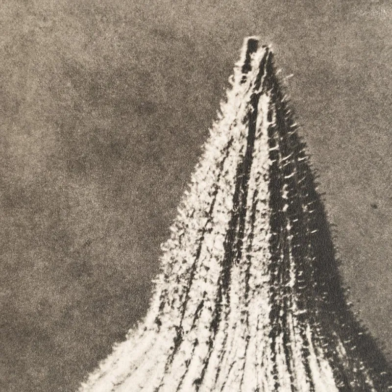 Pamono Karl Blossfeldt, Natural Grace, 1942, Photogravure, Framed