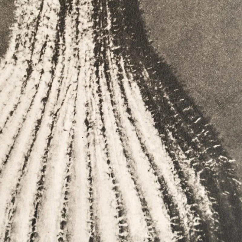 Pamono Karl Blossfeldt, Natural Grace, 1942, Photogravure, Framed