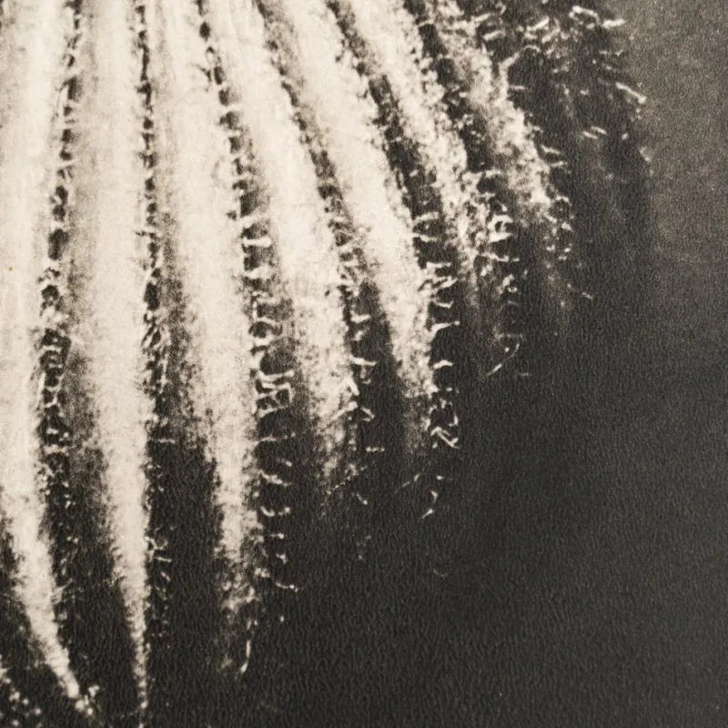 Pamono Karl Blossfeldt, Natural Grace, 1942, Photogravure, Framed