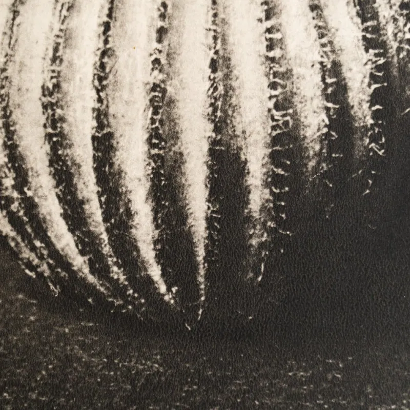 Pamono Karl Blossfeldt, Natural Grace, 1942, Photogravure, Framed