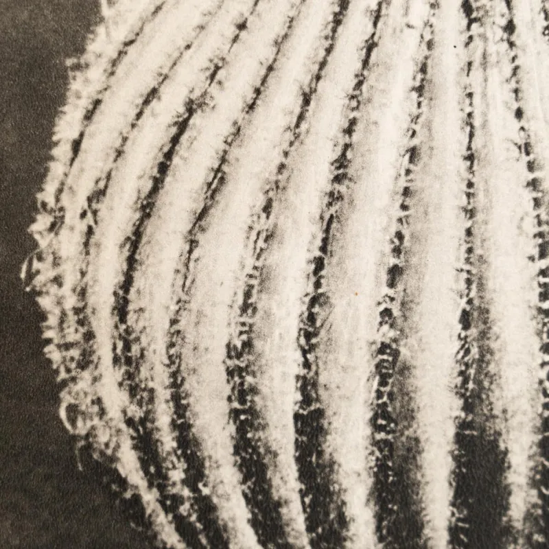 Pamono Karl Blossfeldt, Natural Grace, 1942, Photogravure, Framed