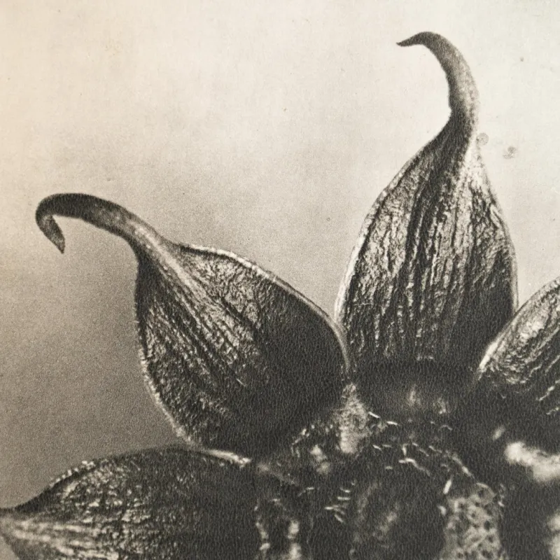 Pamono Karl Blossfeldt, Natural Grace, 1942, Photogravure, Framed> Photography