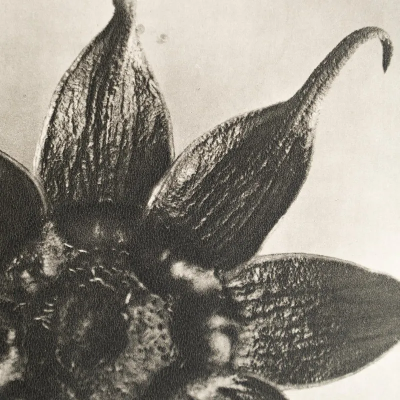 Pamono Karl Blossfeldt, Natural Grace, 1942, Photogravure, Framed> Photography