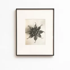 Pamono Karl Blossfeldt, Natural Grace, 1942, Photogravure, Framed><noscript><img width=