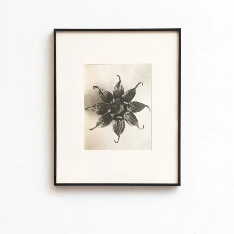 Pamono Karl Blossfeldt, Natural Grace, 1942, Photogravure, Framed> Photography