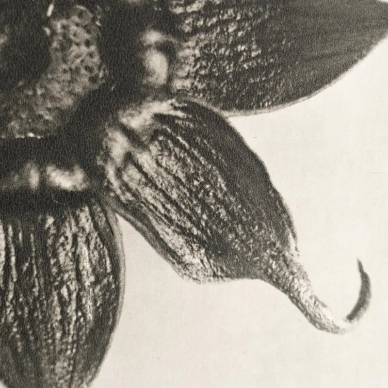 Pamono Karl Blossfeldt, Natural Grace, 1942, Photogravure, Framed> Photography