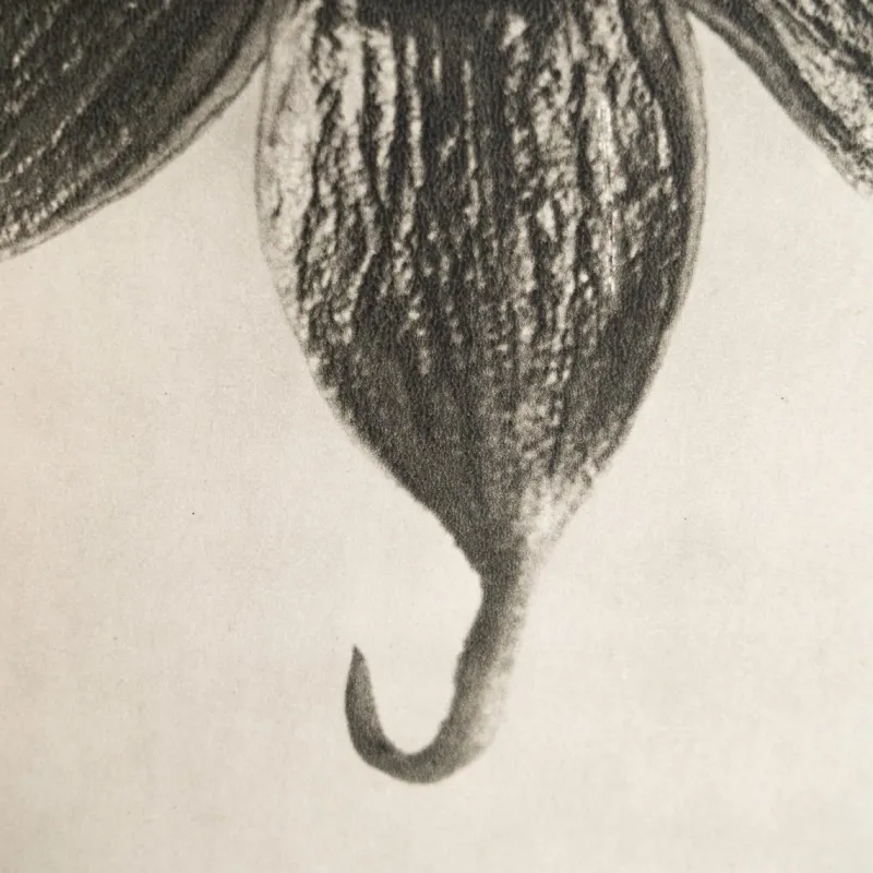 Pamono Karl Blossfeldt, Natural Grace, 1942, Photogravure, Framed> Photography
