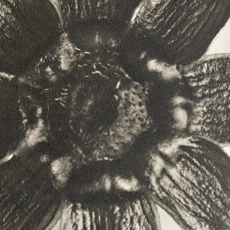 Pamono Karl Blossfeldt, Natural Grace, 1942, Photogravure, Framed> Photography