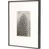 Pamono Karl Blossfeldt, Natural Grace, 1942, Photogravure, Framed> Photography