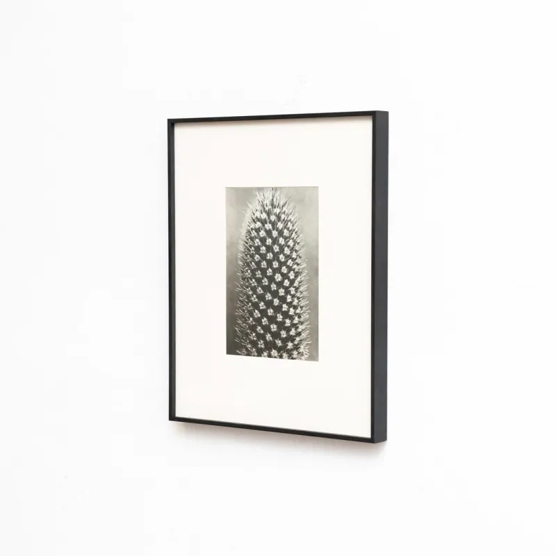 Pamono Karl Blossfeldt, Natural Grace, 1942, Photogravure, Framed> Photography