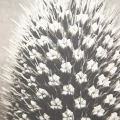 Pamono Karl Blossfeldt, Natural Grace, 1942, Photogravure, Framed><noscript><img width=