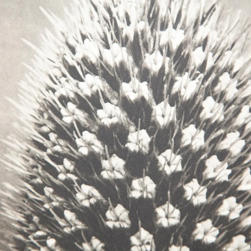 Pamono Karl Blossfeldt, Natural Grace, 1942, Photogravure, Framed> Photography