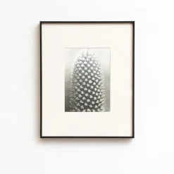 Pamono Karl Blossfeldt, Natural Grace, 1942, Photogravure, Framed><noscript><img width=